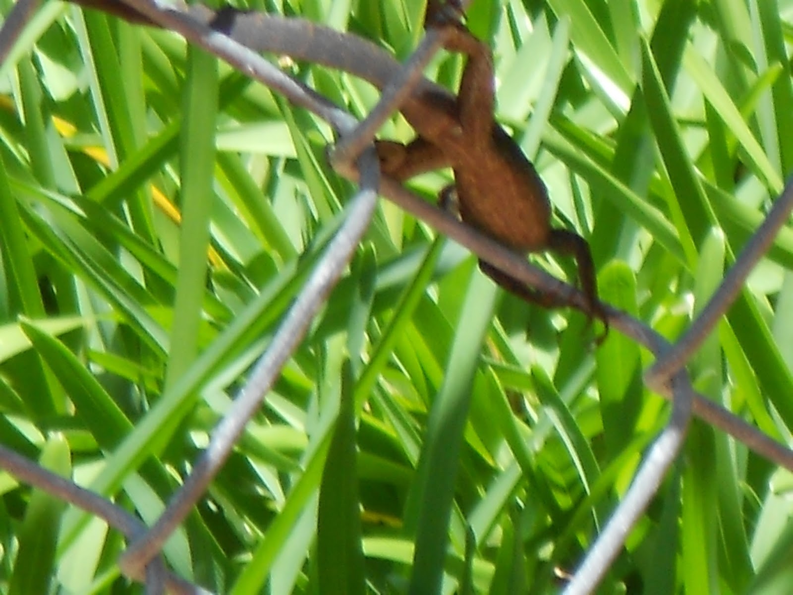 LRC Digital Newsletter: Common South Florida Lizards