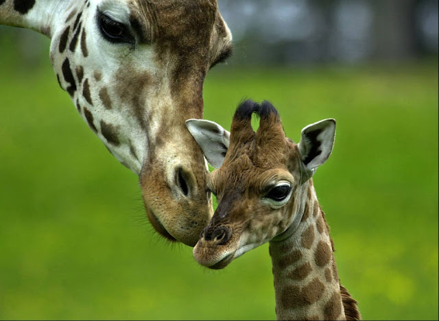 baby animals, cute animals, baby giraffe