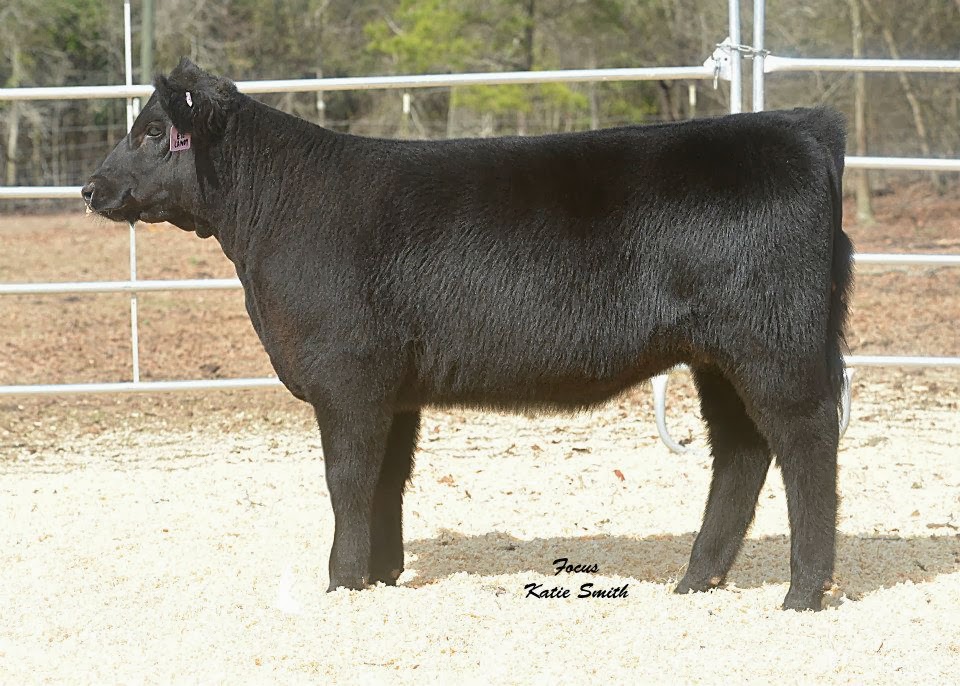 Trausch Farms Baker Family Show Cattle Sale!!!