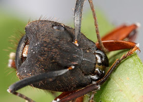 Alam Mengembang Jadi Guru: Zombie-Zombie di Kerajaan Hewan