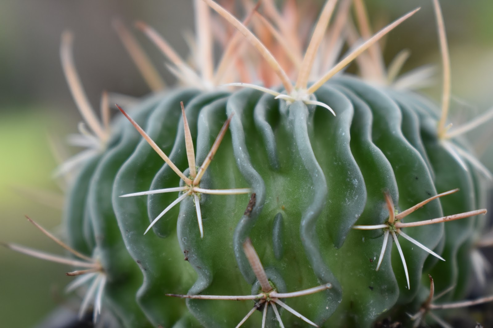 crazy-critters-assorted-cactus-species