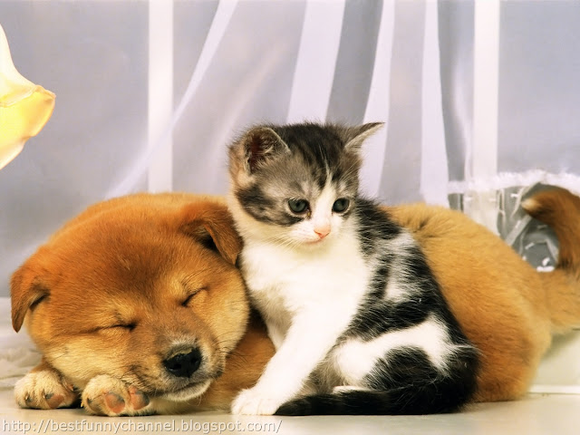 Kitten and dog.