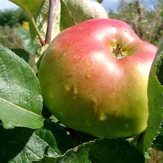 https://www.treesandplants.co.uk/products/Bramley-Apple-Trees.html