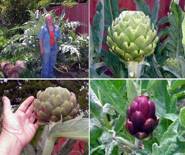 The PondPlant Girl's Blog How to Grow Artichokes in Cold Climates