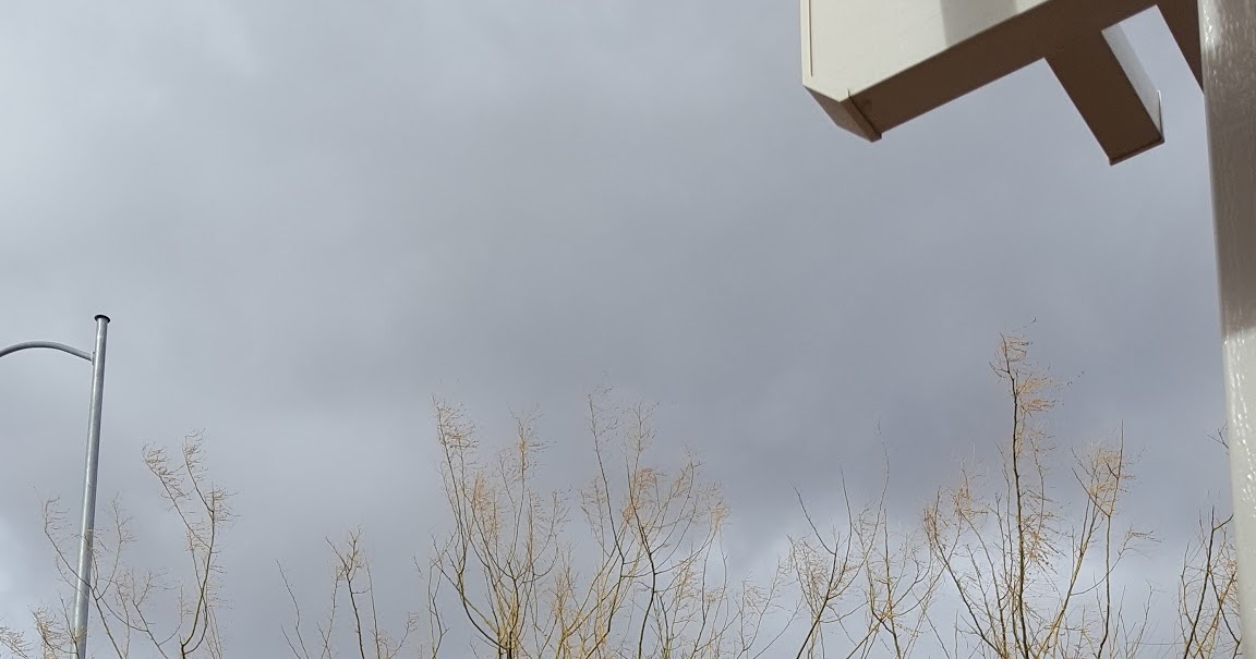 Xtremehorticulture of the Desert "Evergreen" Palo Verde Leaves Turned