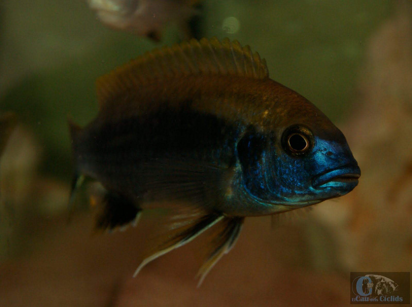 Gephyrochromis Lwasi