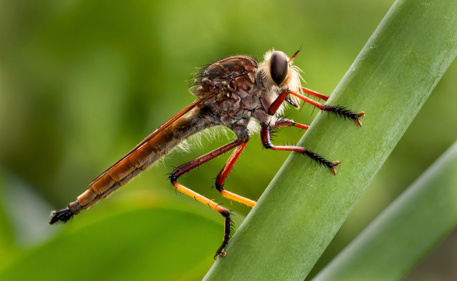 Denis Toh Photography Robber Fly