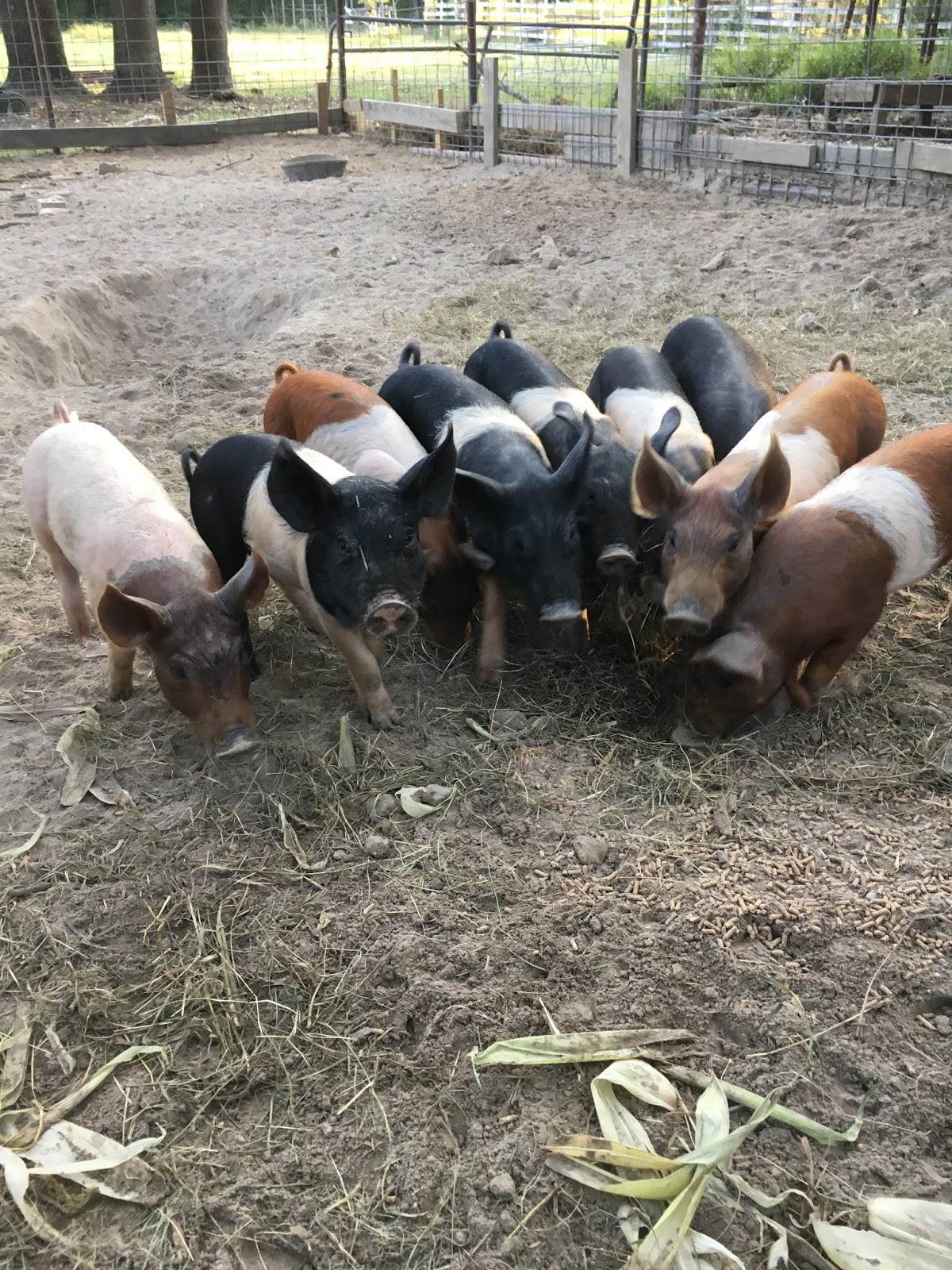 Feeder Pigs around the Farm