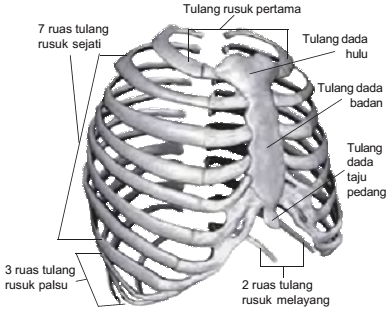 Ilmu Anatomi Dan Fisiologi Desember 2016