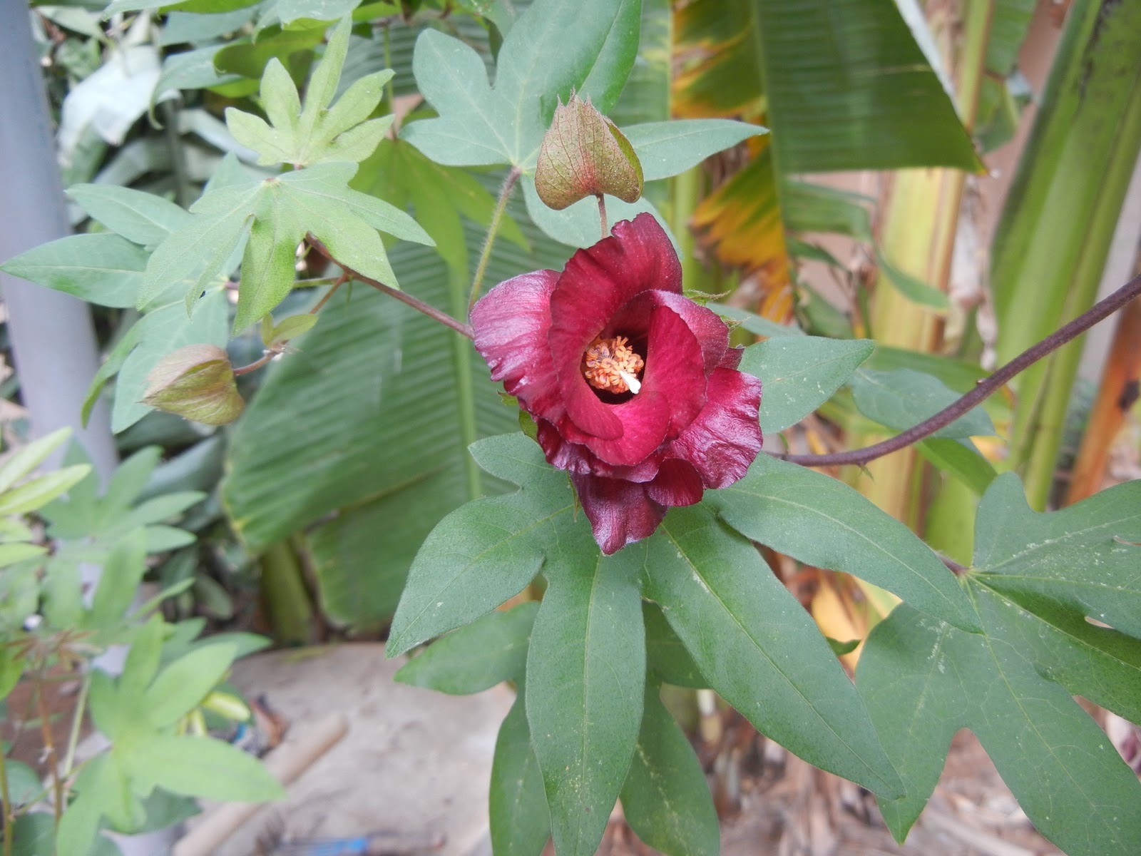 SECRETS OF SIDDHA MEDICINAL PLANT PHOTOS