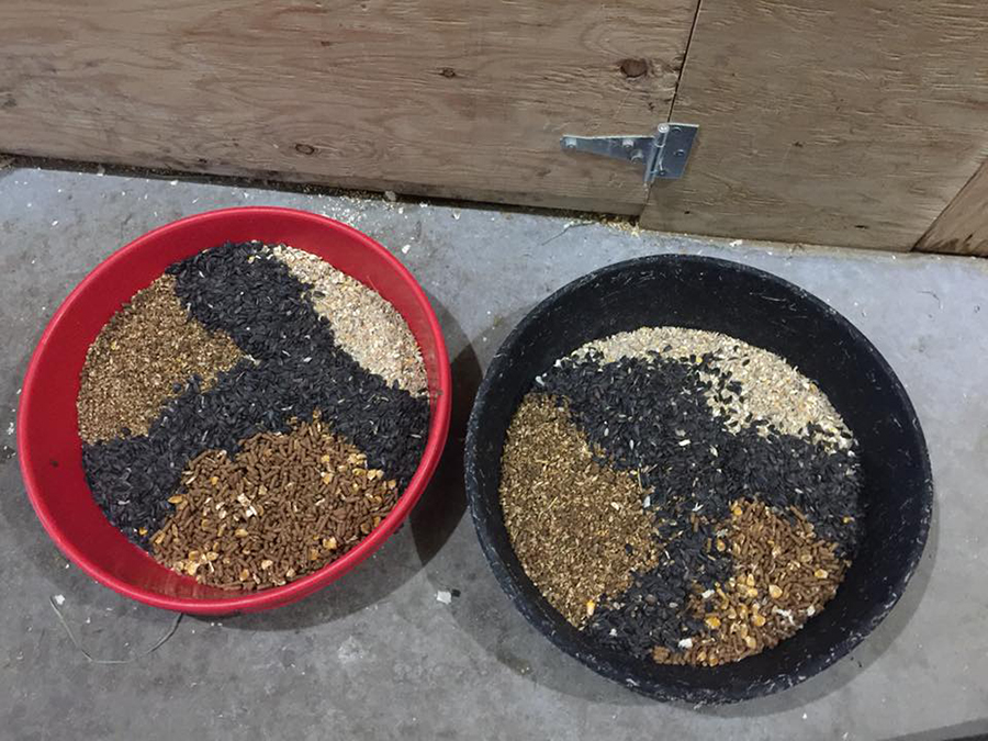 black sunflower seeds and goats knatolee s world we another artist at the farm black sunflower seeds and goats knatolee s world we another artist at the farm