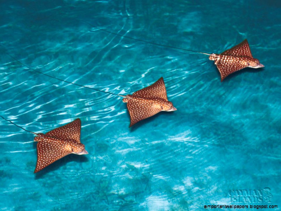 Wallpapers   Caribbean Holidays Beach Holiday  Cayman Islands