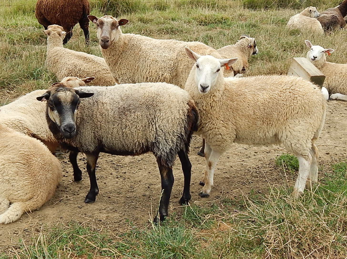 Under The Son Farm Mule sheep for sale