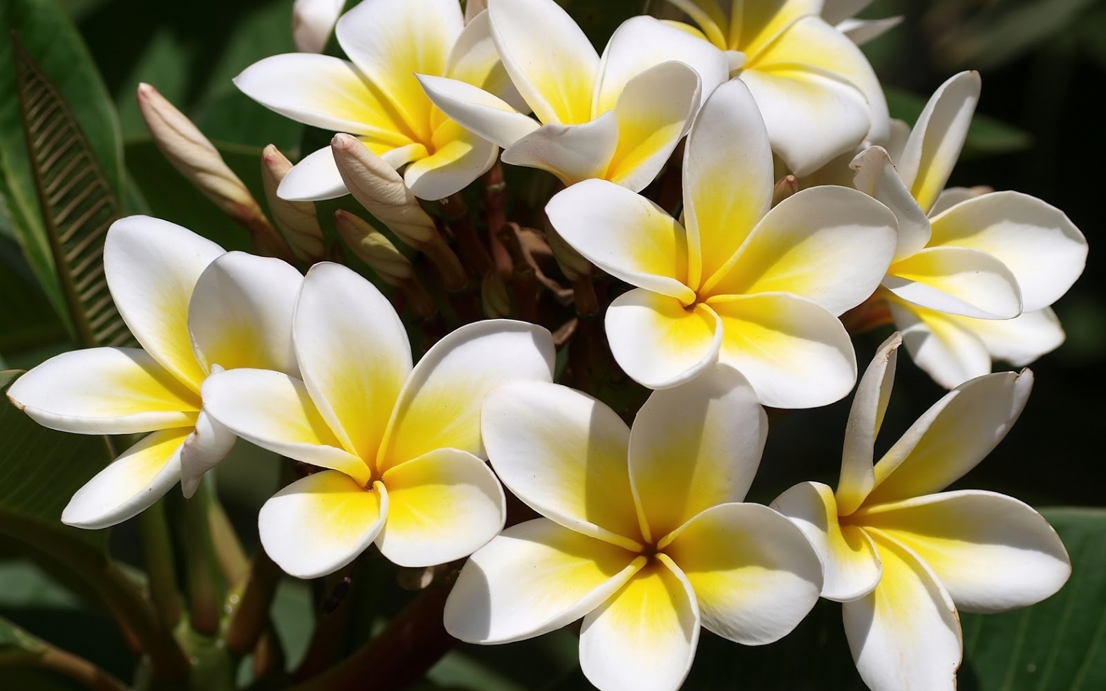 Amazing Fact About Frangipani / Plumeria Alba / Pohon