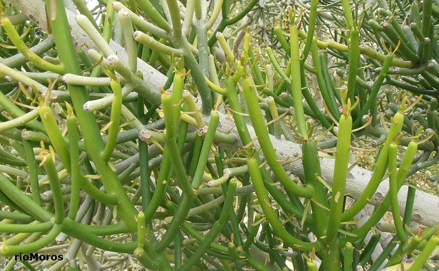 Euphorbia tirucalli Árbol de los dedos