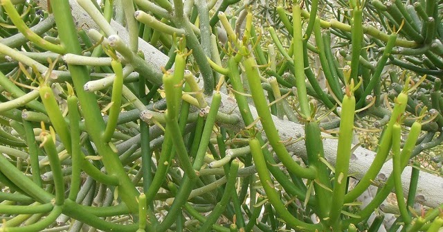 Euphorbia%2btirucalli%2b%2528%25c3%2581rbol%2bde%2blos%2bdedos%2529%2b1