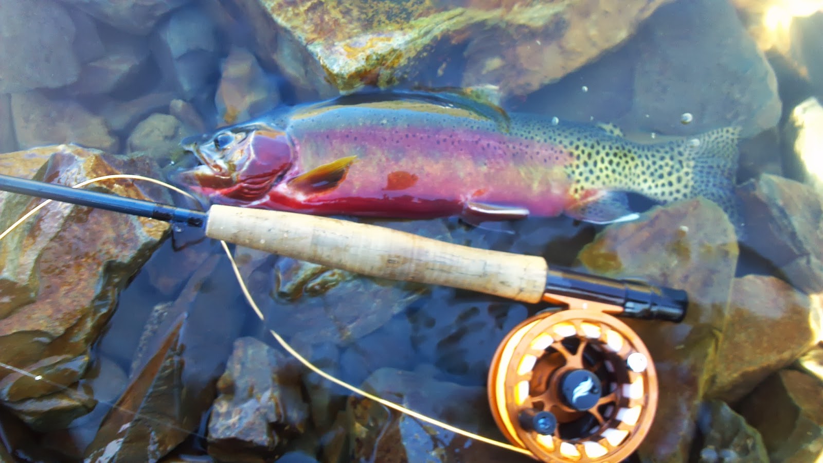 My Trout Fly Golden trout hike 6/20/2013