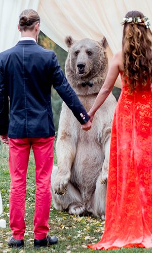 Bear acts as wedding witness in Russia