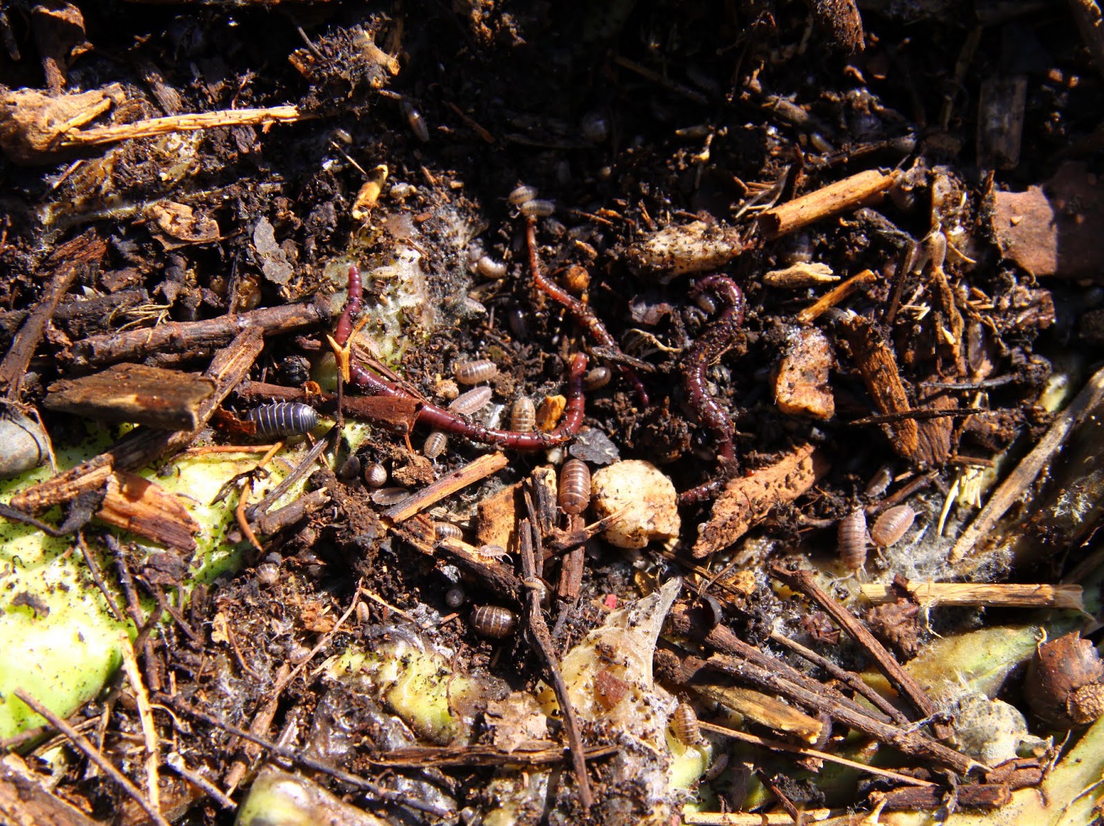 From Seed To Table: Compost Happens