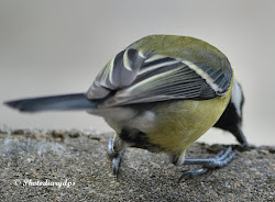 photodiary wonder down