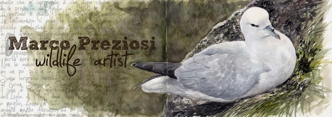 Marco Preziosi - Wildlife Artist