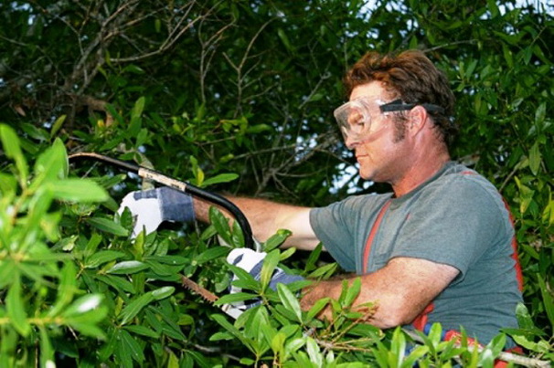 Tree Service Atlanta Tree Service