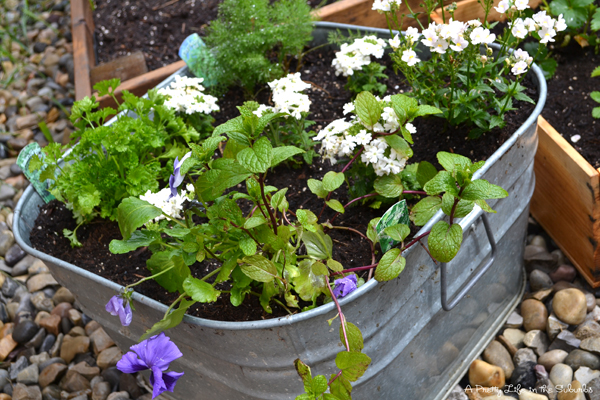 Creative Planter Ideas