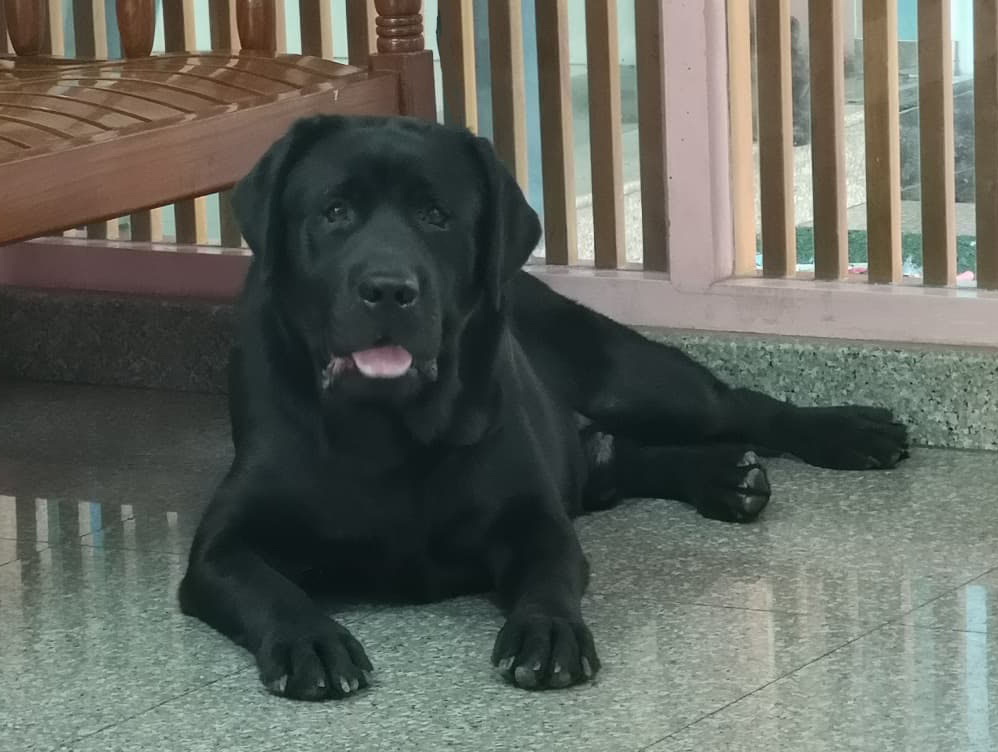 Green Corner Labrador