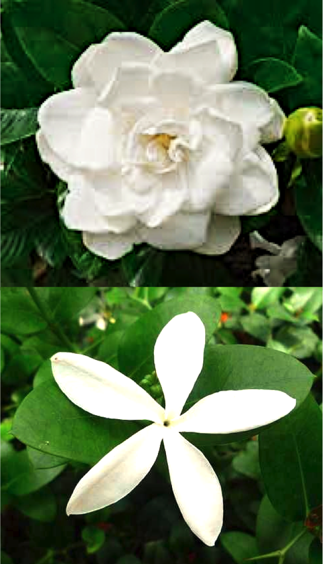 El Libro De Apuntes Entre El Nardo Y El Jazmin