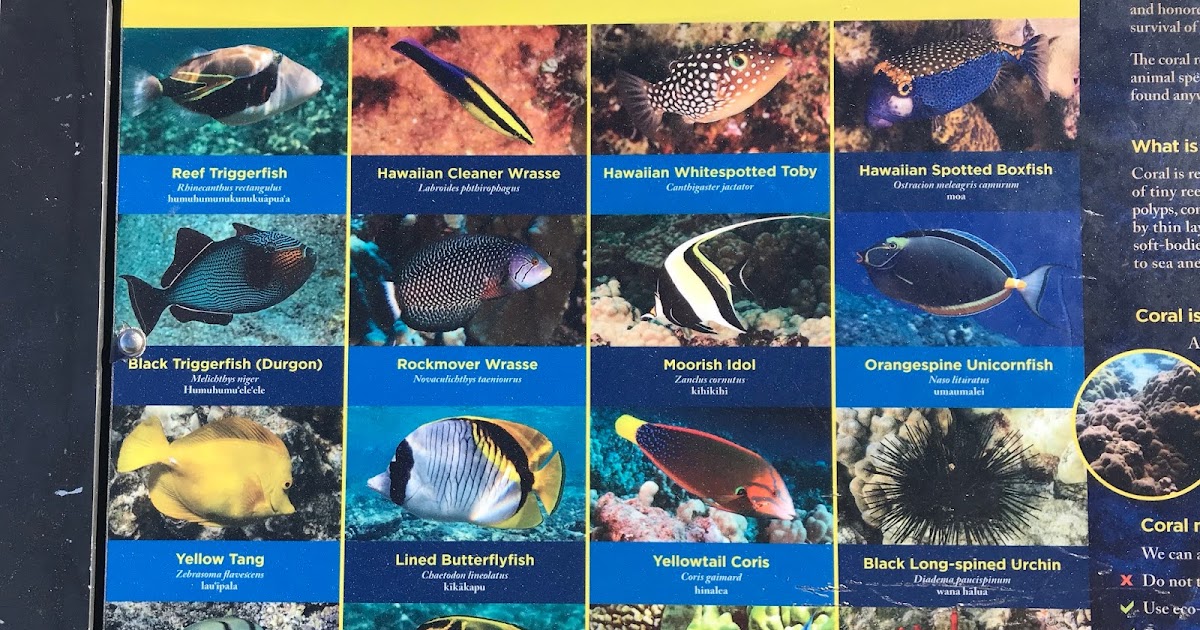 Spicebush Log Snorkeling the Reefs of Kona, Hawaii