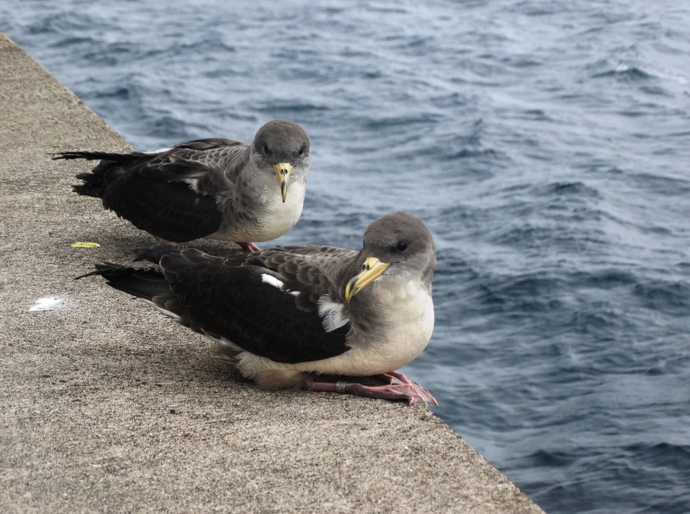 SPEA Açores: Os Cagarros estão de volta!