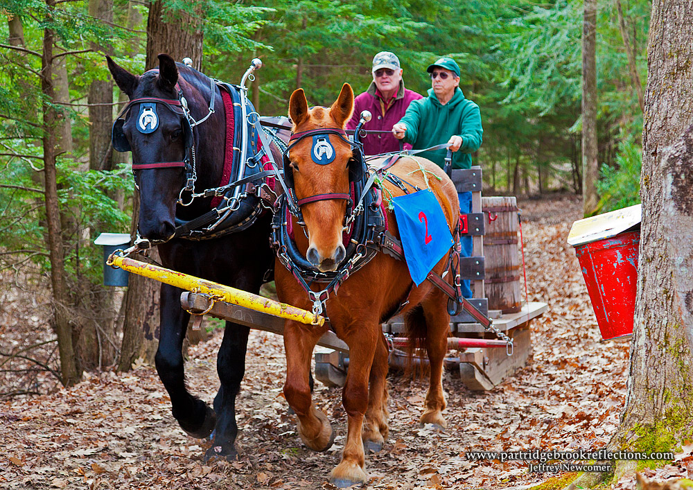 Getting it Right in the Digital Camera Fresh Sap