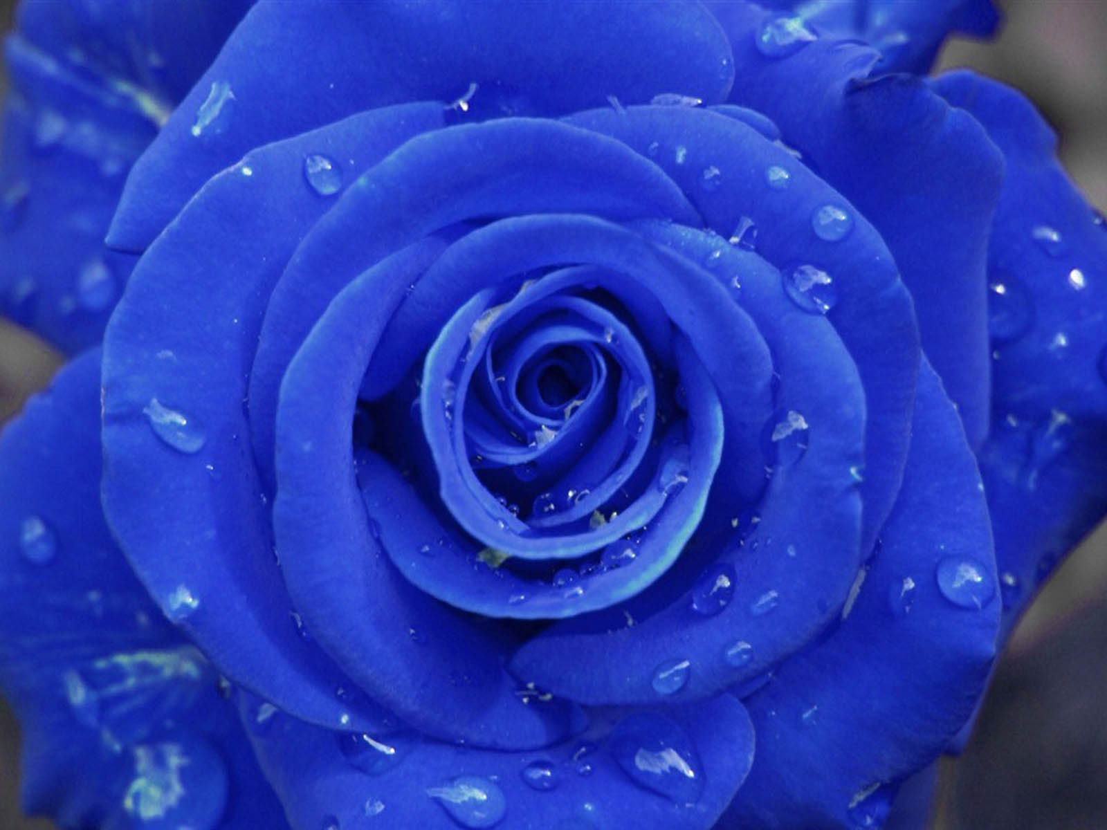 wallpaper: Blue Rose Wallpapers