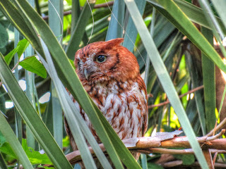 Female Eastern Screech Owl Red Morph