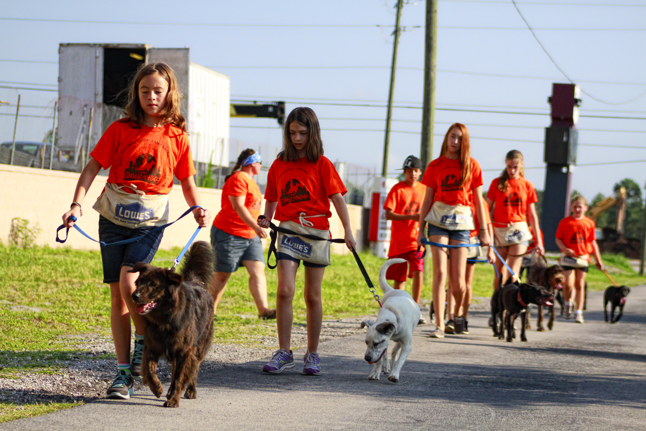 The Doglando Blog Orlando Dog Grooming Orlando Dog Training Dog