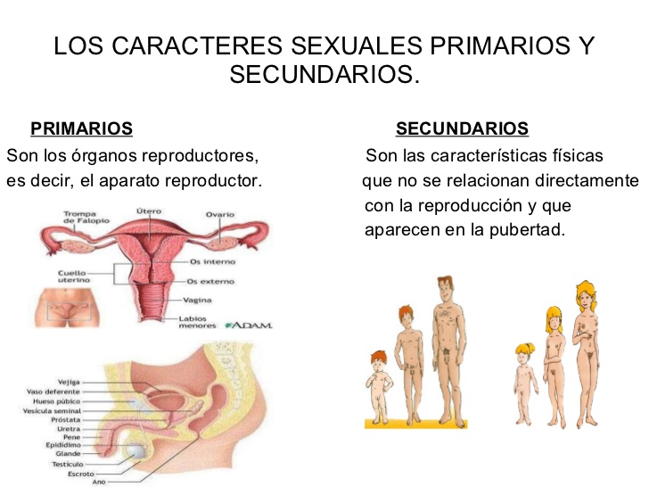 a que se llama caracteres sexuales primarios y secundarios
