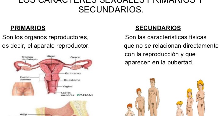 Caracteres Sexuales Primarios Femeninos Y Masculinos A Que Se Le Llama Caracteres Sexuales Primarios Y Secundarios