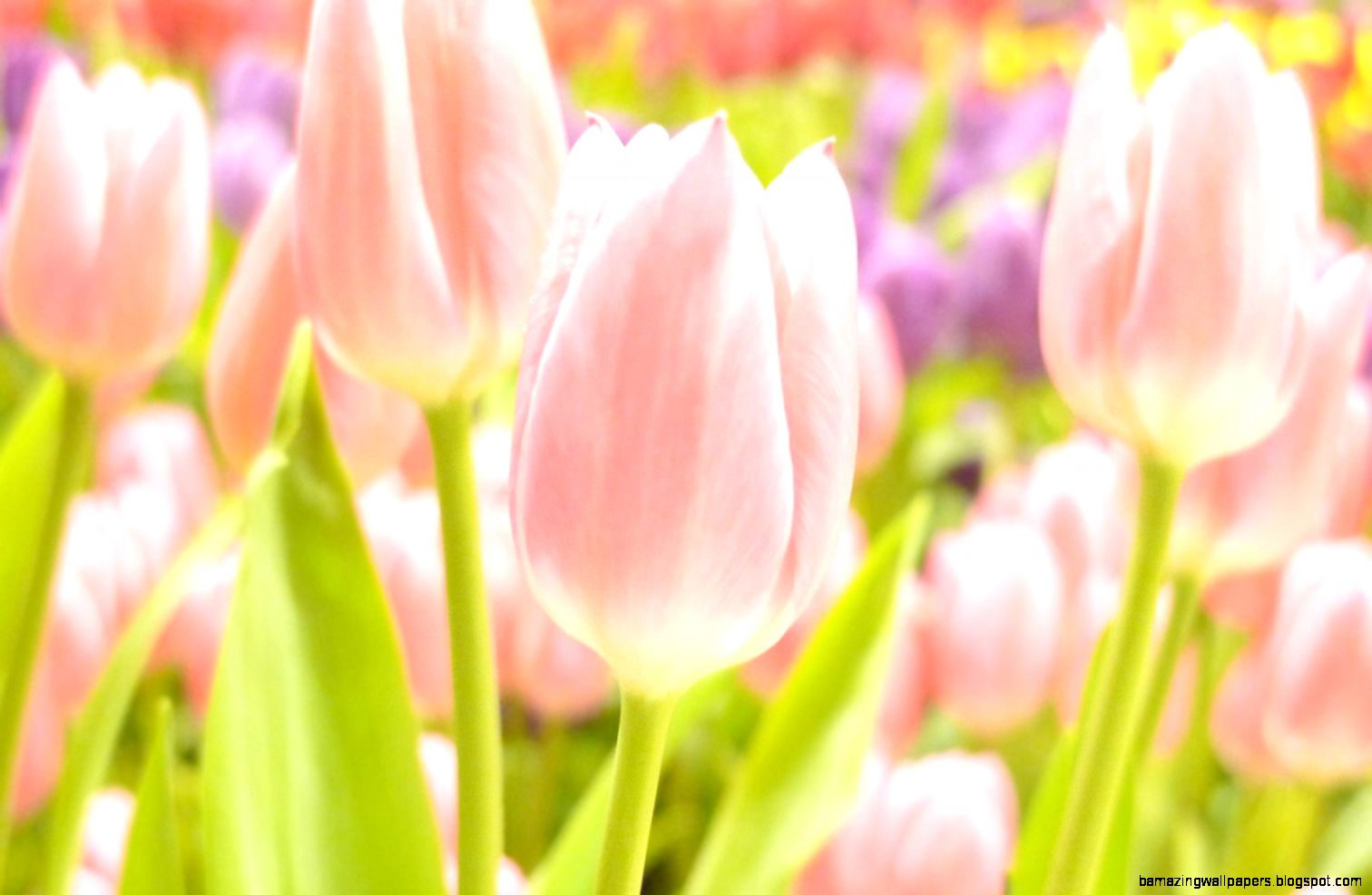 Pink Tulips Wallpapers   Wallpaper Cave