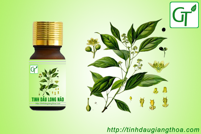 Tinh dầu long não nguyên chất Tinh dầu long não nguyên chất