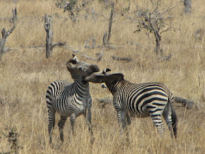 Nibbling Zebras