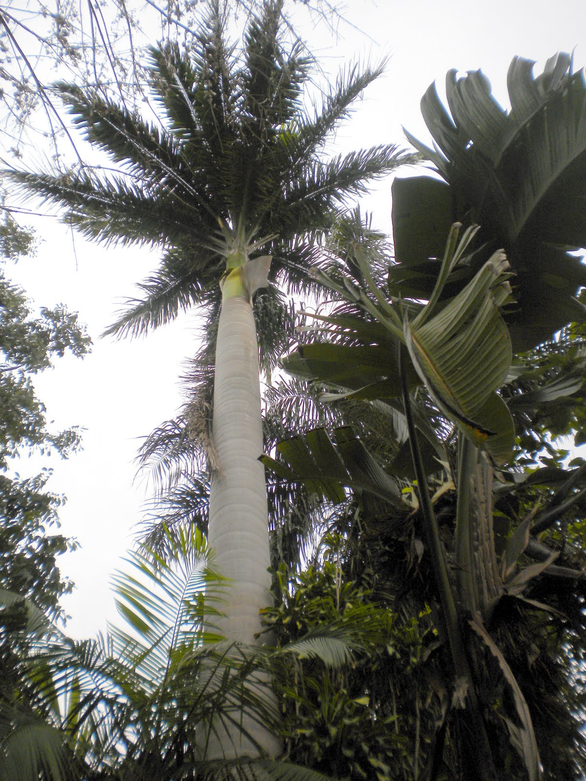 v e r d e c h a c o Palmera real