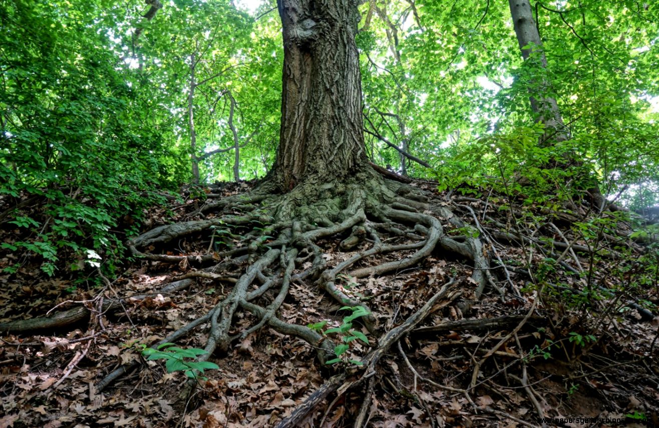 Oak Tree With Roots
