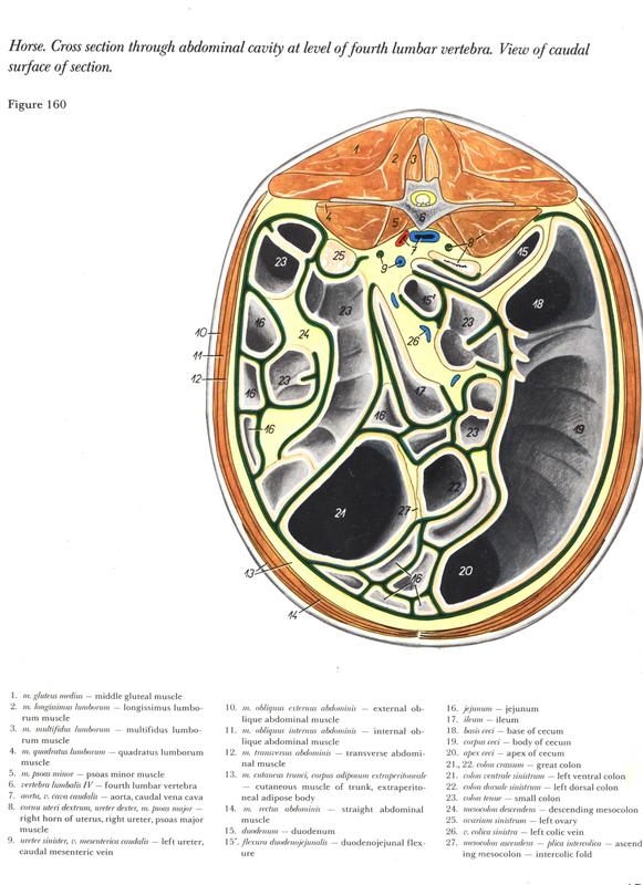 horse-cross-through-abdominal-cavity-fouth-lumbar-vertebra-caudal-view-surface-section-anatmia-anatomia-anatomy-pospoesko-veterinaria-veterinary