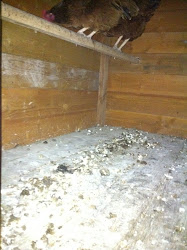 chicken poop in coop