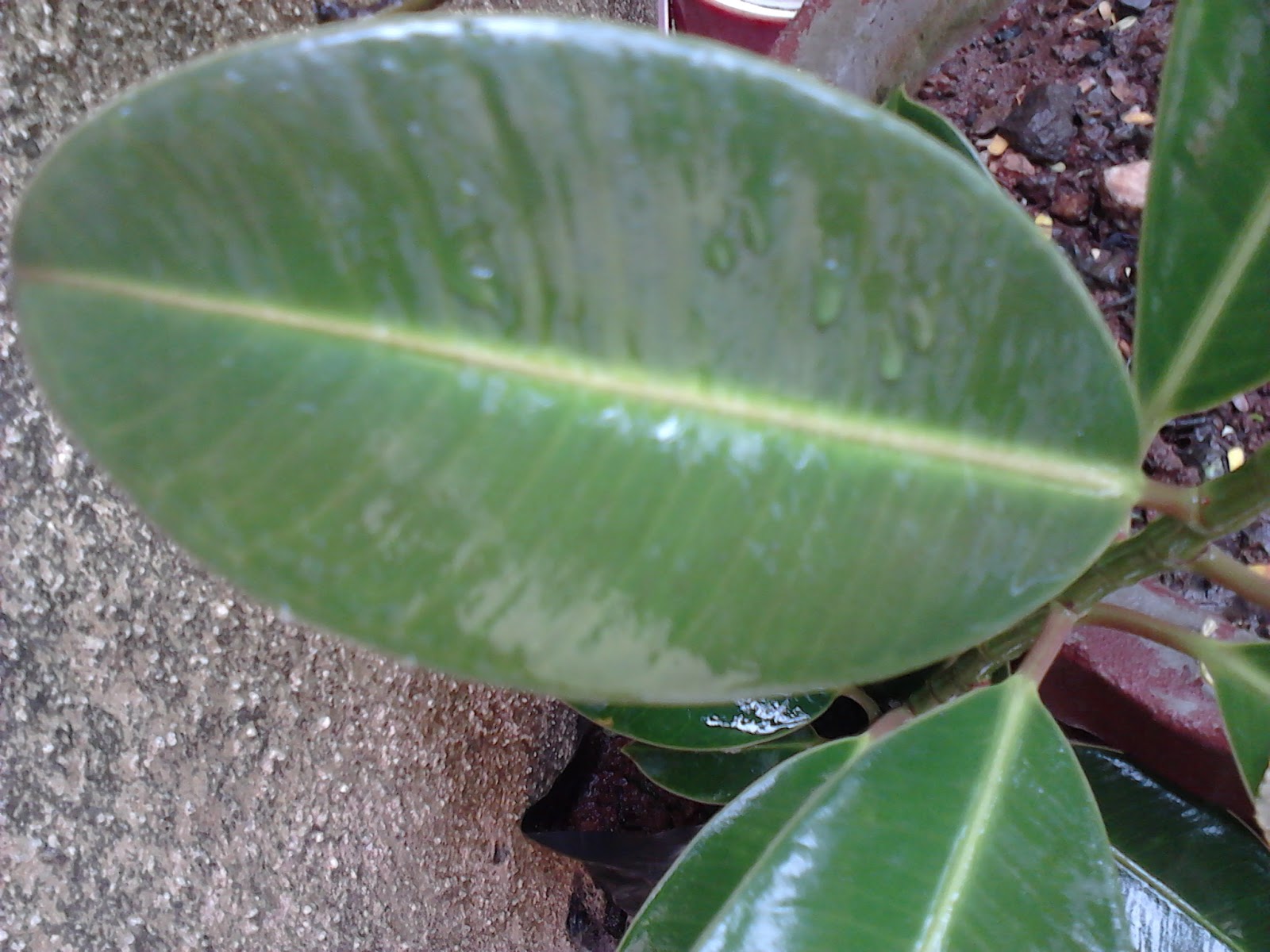 Plant with oval leaves