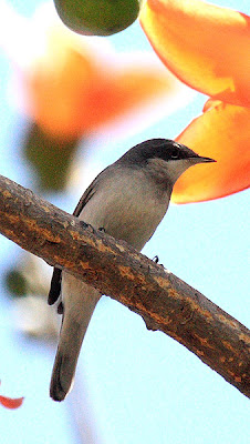 Curruca del Mar Rojo (Sylvia leucomelaena)