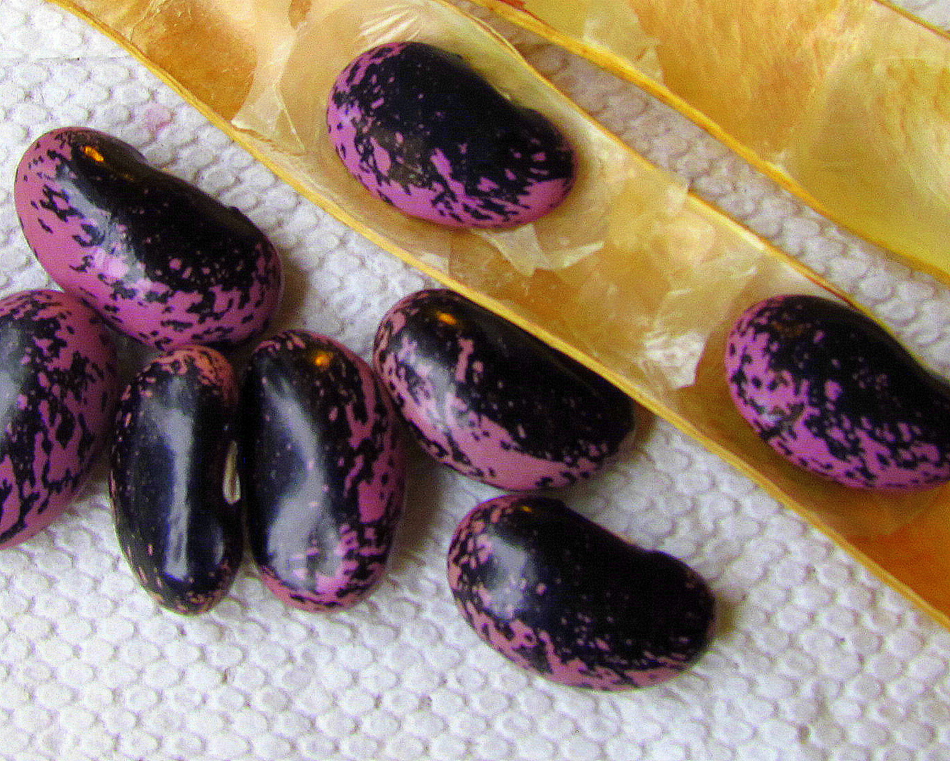 Learn To Grow Seedlings Update & Pretty Kidney Beans!
