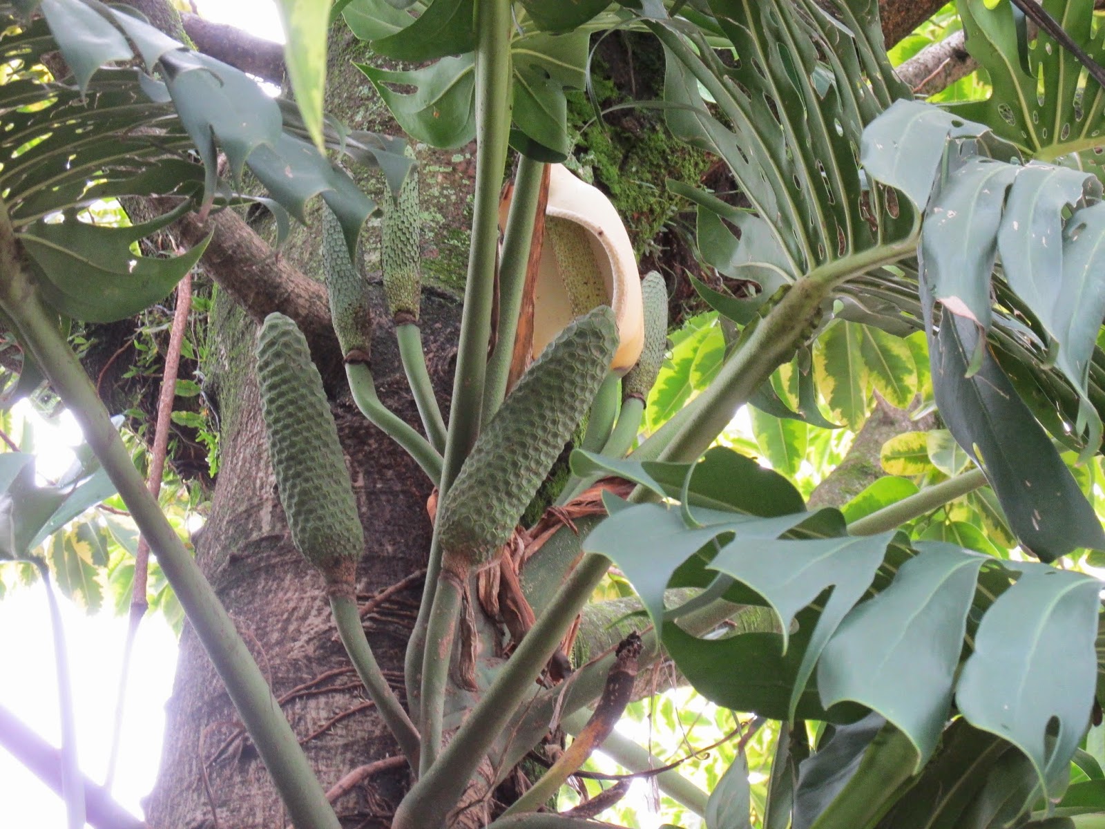 Quebra-cabeça Fruta da cobra (Plantas, Frutas)