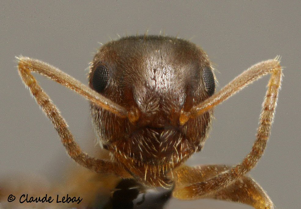 fourmis de Grèce Lasius tapinomoides
