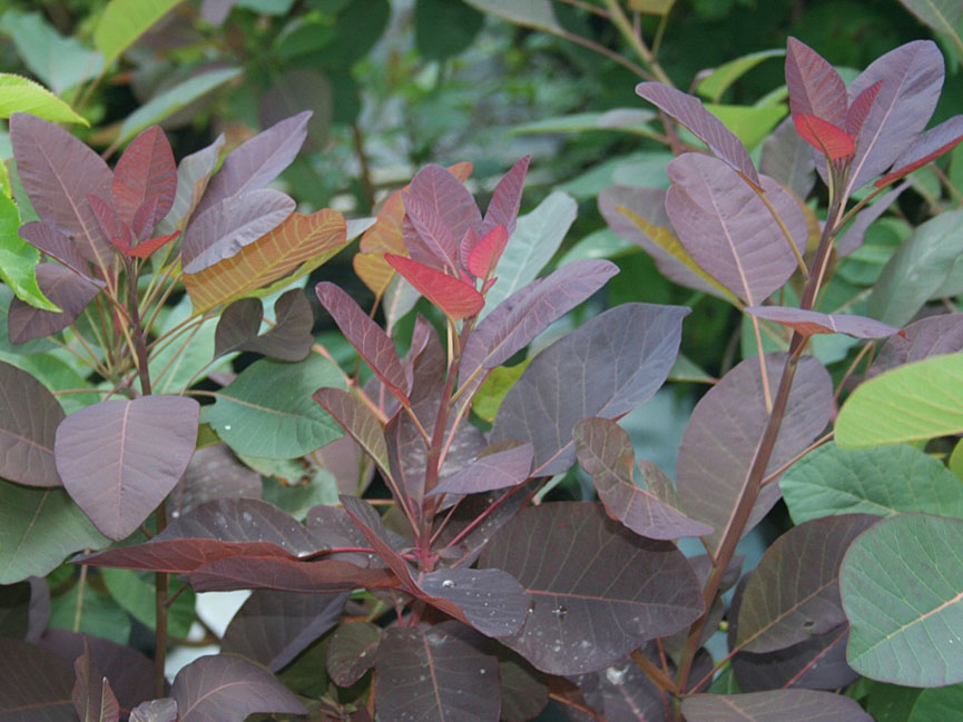 Baldwin Nurseries Perennials, shrubs, trees for Nova Scotia Gardeners